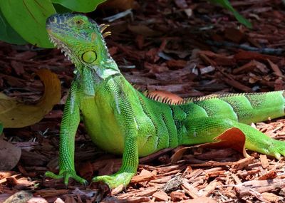 Green Iguana; exotic