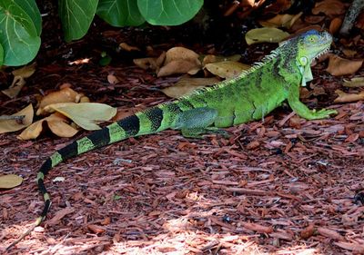 Green Iguana; exotic