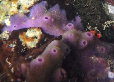 Sponges
