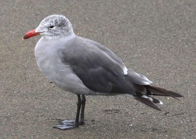 Heerman's Gull