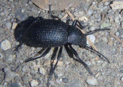 Helops Darkling Beetle species