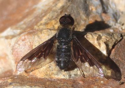 Hemipenthes morioides; Bee Fly species