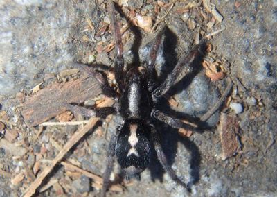 Herpyllus propinquus; Western Parson Spider