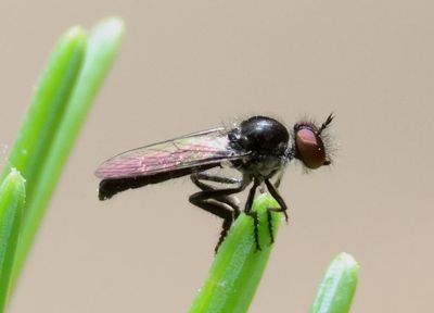 Holopogon Robber Fly species 