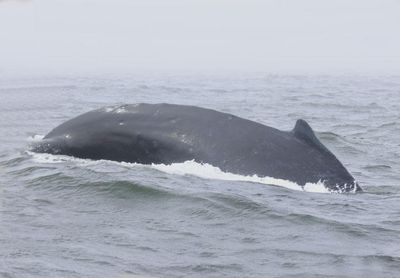 Humpback Whale 