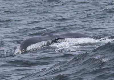 Humpback Whale; juvenile 
