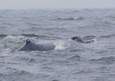 Humpback Whale; juvenile