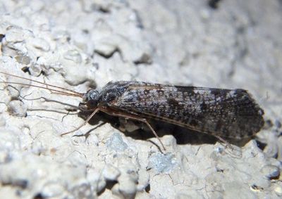 Hydropsychidae Net-spinning Caddisfly species