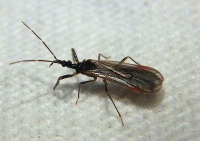 Hymenocoris formicinus; Gnat Bug species