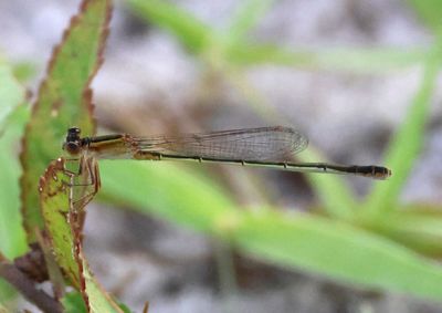 Ischnura ramburii; Rambur's Forktail; heteromorph female