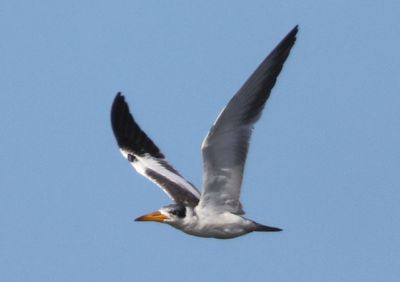 Large-billed Tern