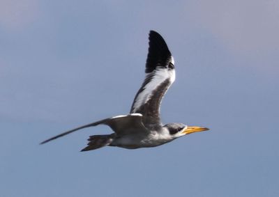 Large-billed Tern 