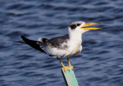 Large-billed Tern
