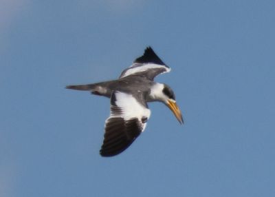 Large-billed Tern 