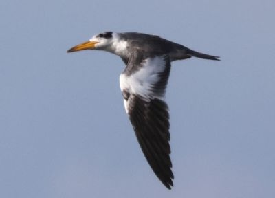 Large-billed Tern 