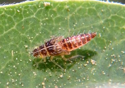 Typhlocybinae Leafhopper species nymph 