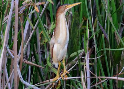 Least Bittern