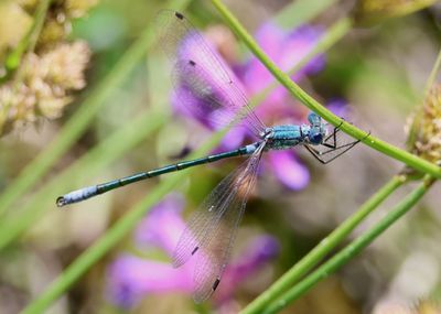 Lestes dryas; Emerald Spreadwing; male