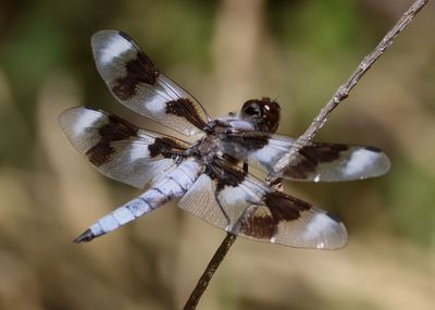 Libellula forensis; Eight-spotted Skimmer; male