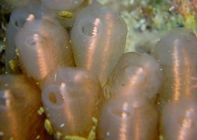 Lightbulb Tunicate 