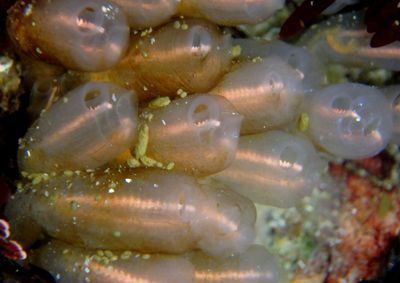 Lightbulb Tunicate