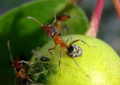 Liometopum occidentale; Velvety Tree Ant