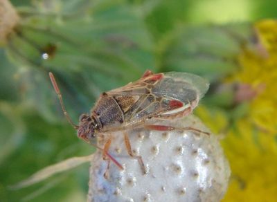 Liorhyssus hyalinus; Hyaline Grass Bug