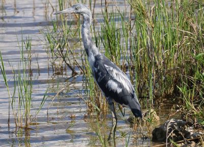 Little Blue Heron; immature