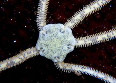 Long-armed Brittle Star 