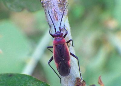 Lopidea marginata; Plant Bug species 