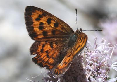 Lycaena nivalis; Lilac-bordered Copper; female 