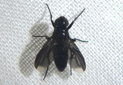 Melanophora roralis; Woodlouse Fly species; exotic