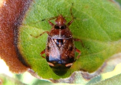 Mirini Plant Bug species