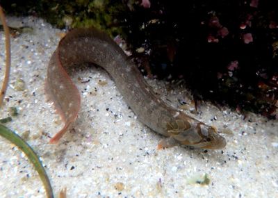 Monkey-faced Prickleback
