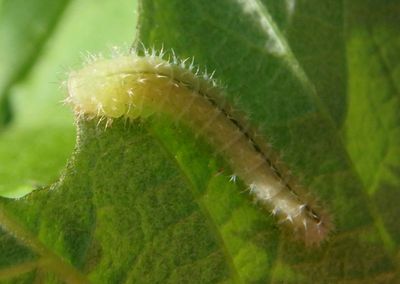 Monophadnoides rubi; Raspberry Sawfly larva