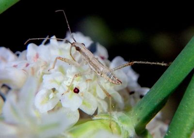Nabidae Damsel Bug species nymph