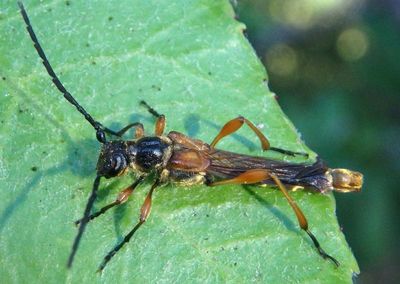 Necydalis cavipennis; Longhorn Beetle species