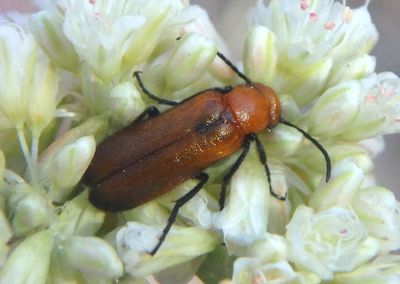 Nemognatha Blister Beetle species