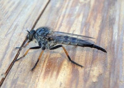 Neoitamus Robber Fly species