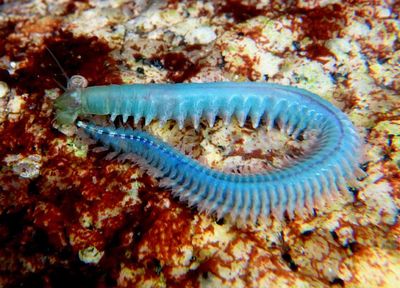 Marine Annelids