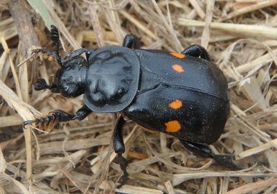 Nicrophorus defodiens; Sexton Beetle species