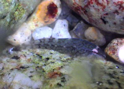 Northern Clingfish