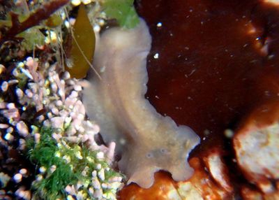 Notocomplana Acotylean Flatworm species
