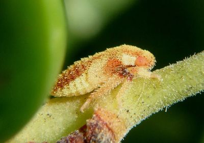 Momoria Leafhopper species nymph 