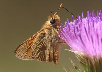 Ochlodes sylvanoides; Woodland Skipper; male
