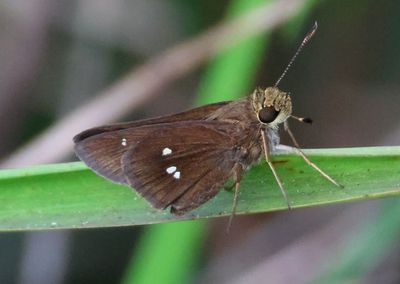 Oligoria maculata; Twin-spot Skipper