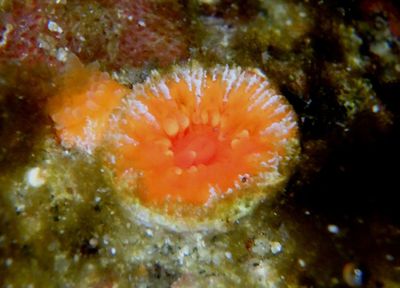 Orange Cup Coral