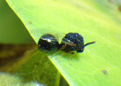 Orasema Chalcid Wasp species 