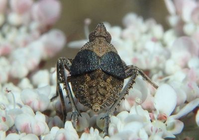 Orgerius Planthopper species 