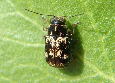 Pachybrachis Scriptured Leaf Beetle species